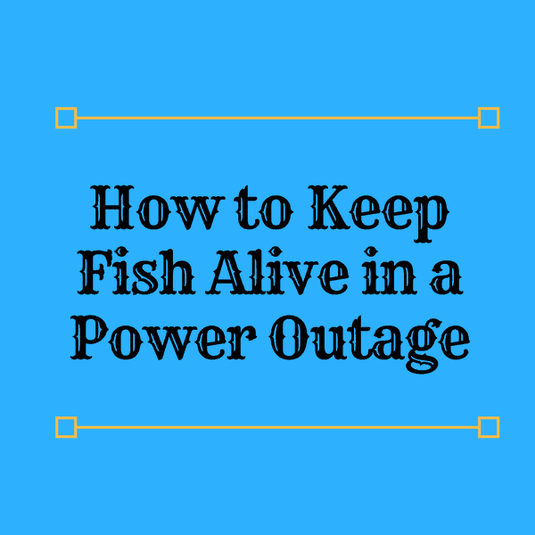 How to Keep Fish Alive in a Power Outage?