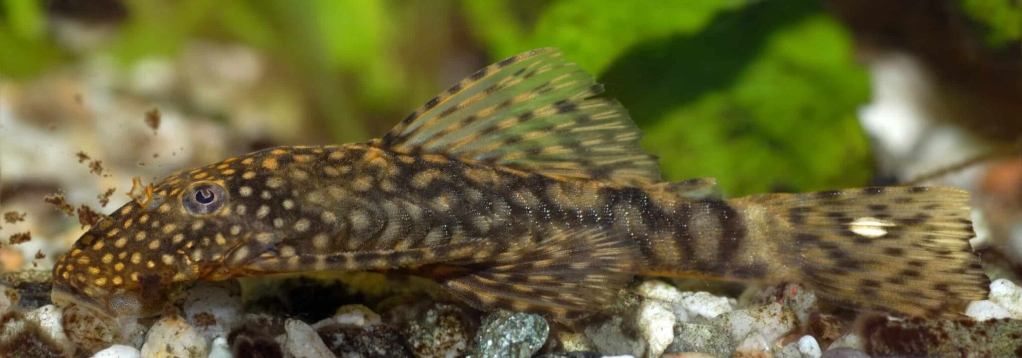 15 Best Algae Eaters Your Trusted Partner in a Freshwater Planted Tank