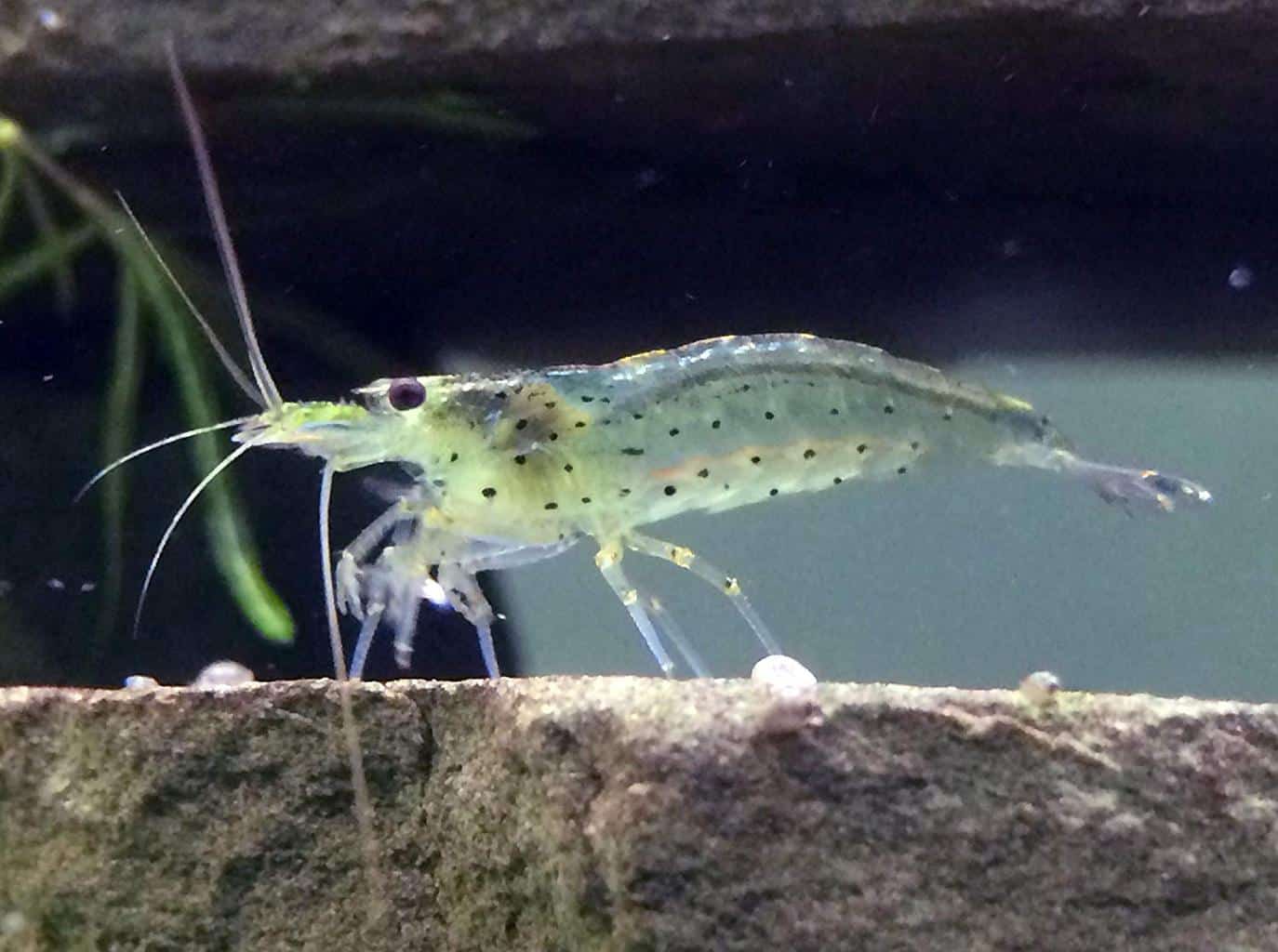Freshwater Aquarium Shrimp for Beginners Best Shrimps for Aquarium