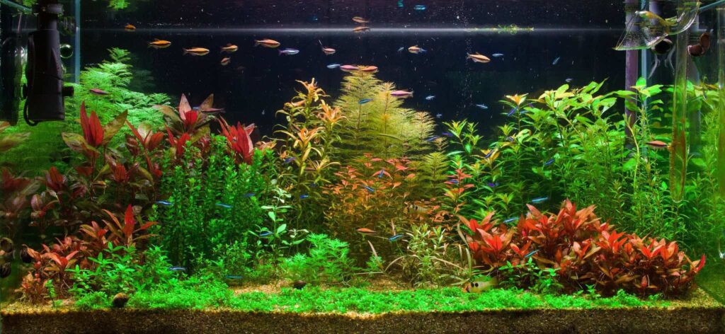 Fish Tank Mini Green Killing Machine UV Water Sterilizer for 20 Gallon Aquarium 