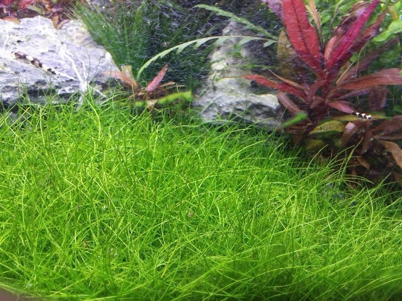 Best Automatic Fish Feeder For Aquarium Pond Reviews
