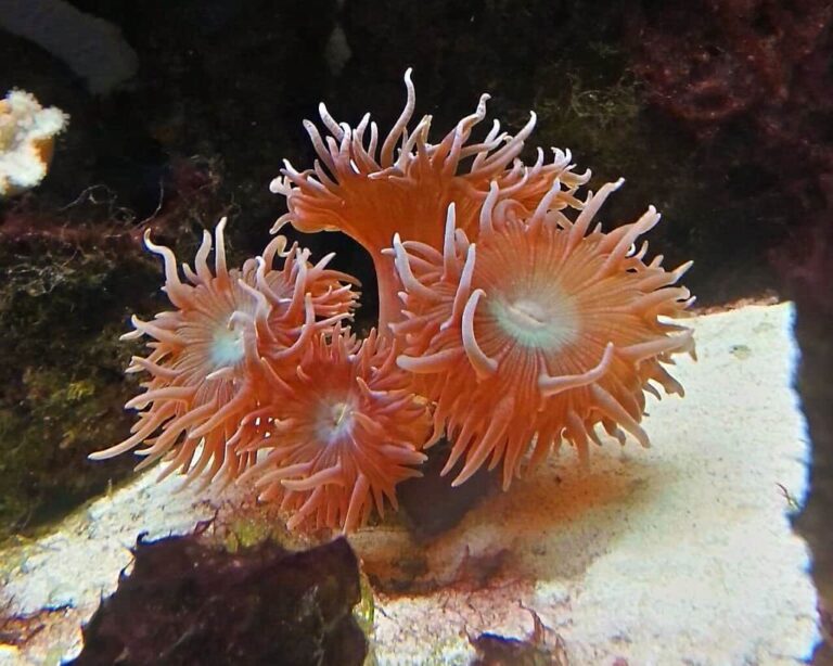 10 Easy & Best LPS Corals For Beginners