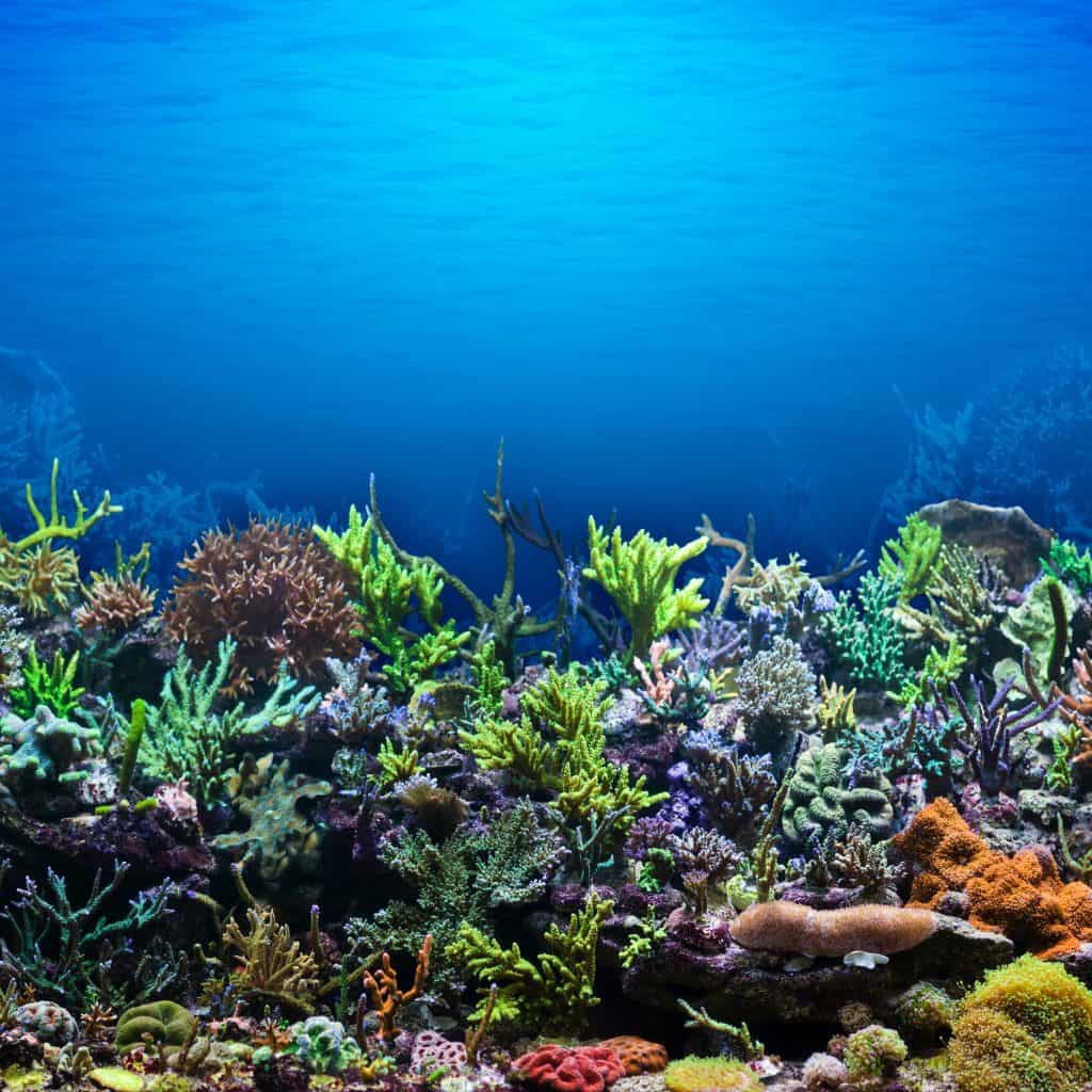 Live Sand For Reef Tank