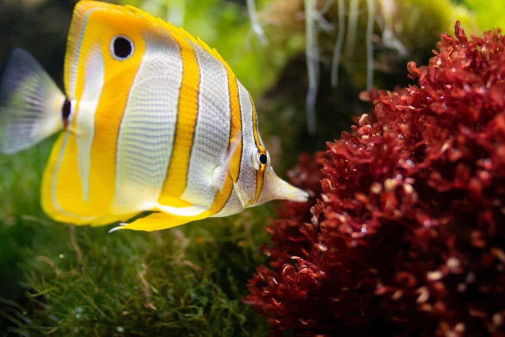 Best Reef Safe Fish