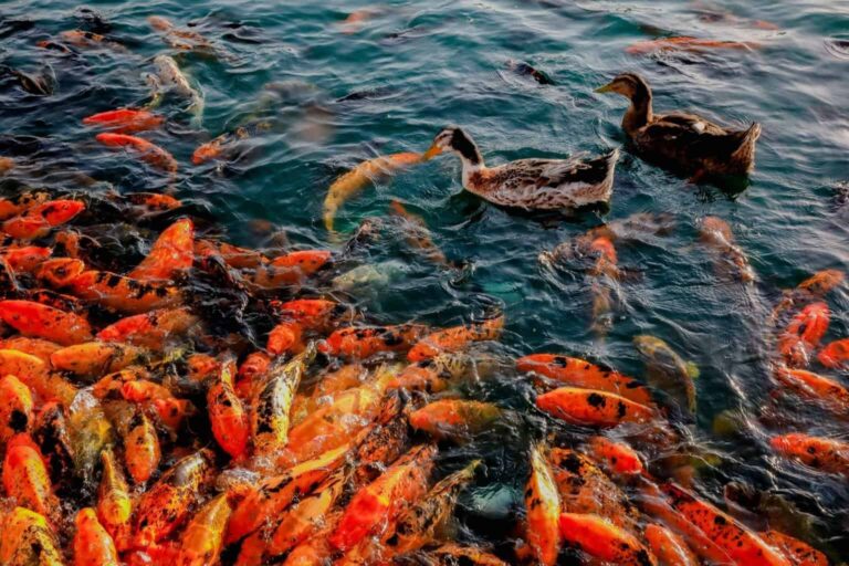Best Food For Koi Fish