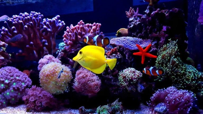 Top 10 Best Aquarium Wavemakers: [Reviews & Buyer’s Guide]