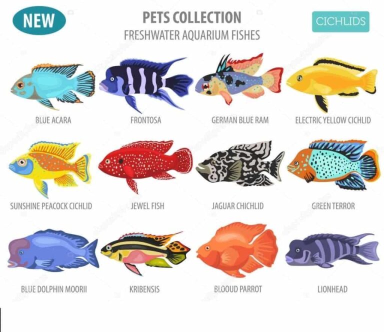 8 Best Cichlid Foods For Growth & Color Herbivore & Carnivore Cichlid