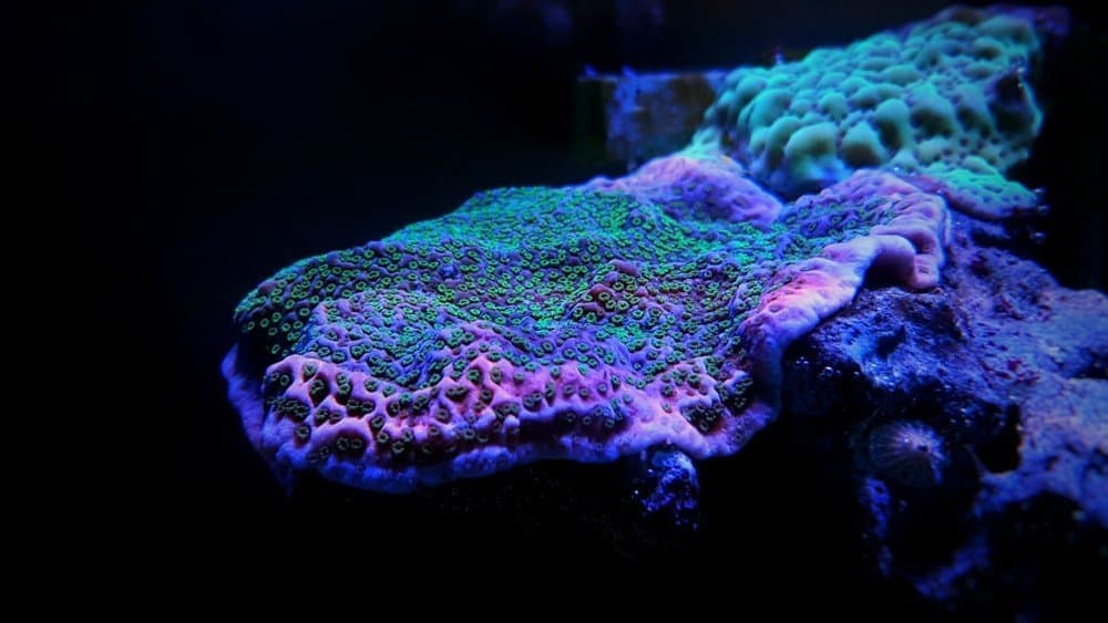 Montipora Sps Coral