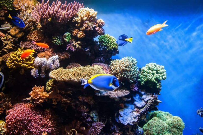 Dosing your reef aquarium regularly - What, why and how (Detailed Guide)