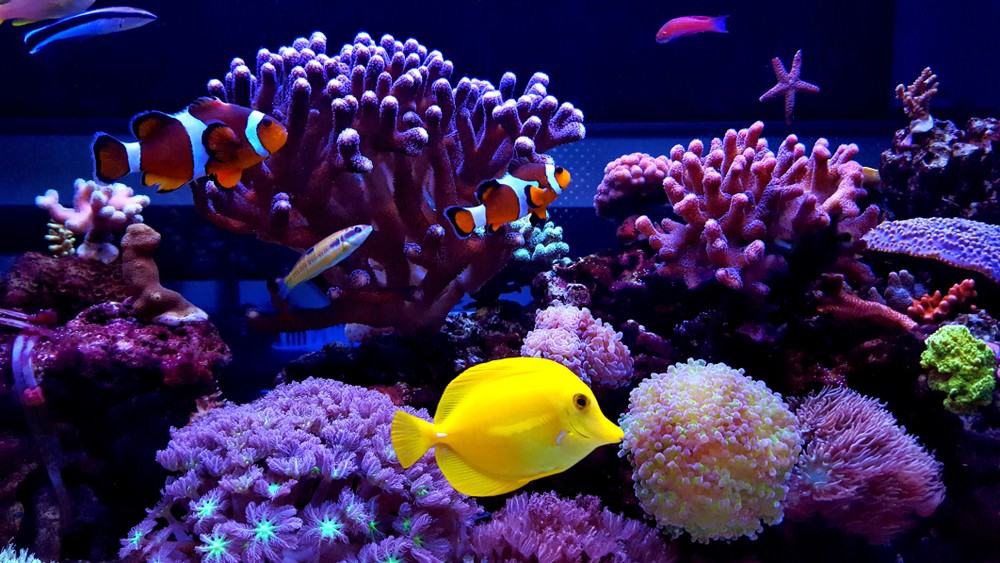 endangered aquarium fish