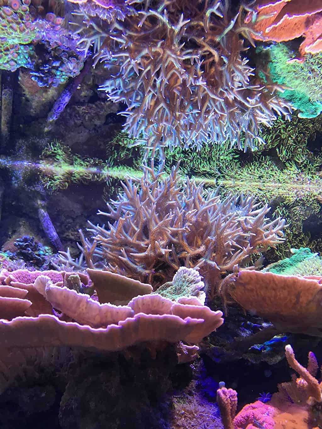 How to Raise Alkalinity in a Reef Tank: 6 Methods Explained