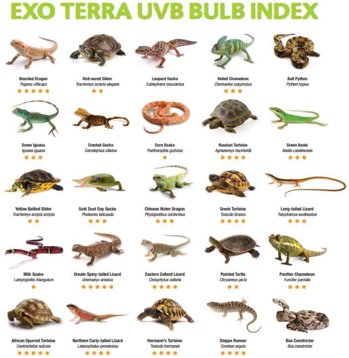 Exo Terra Reptile UVB Bulb index