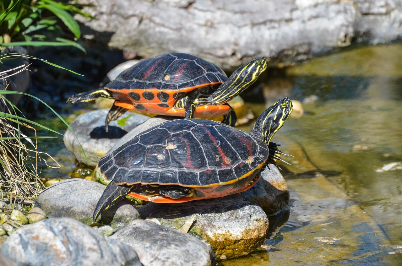 UVB Lights for Turtles: Things A Turtle Owner Should Know