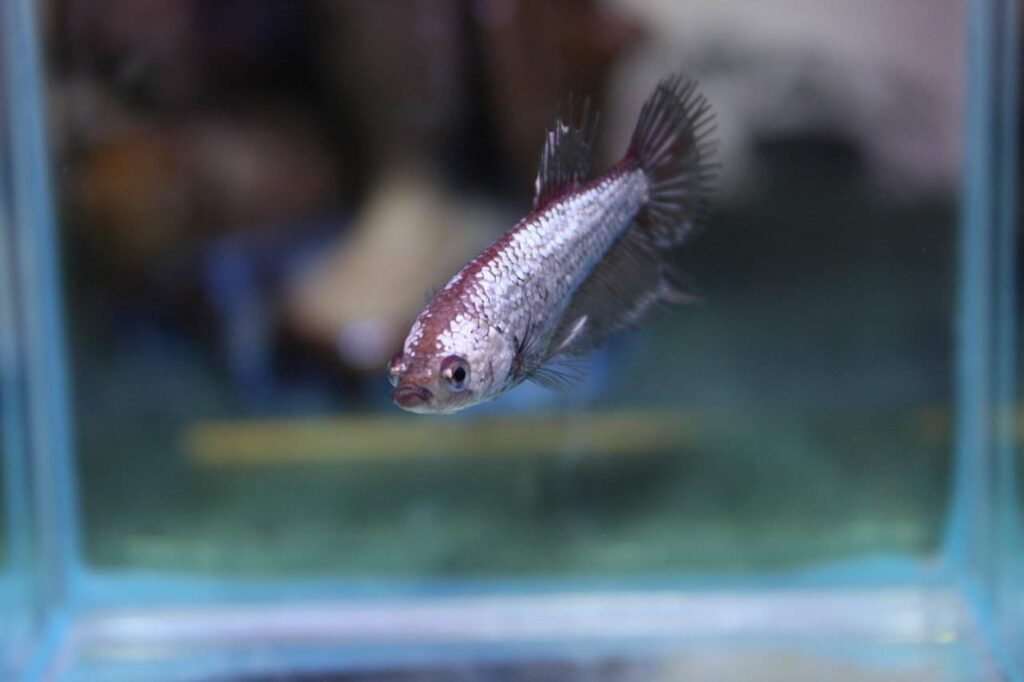 How To Euthanize Fish Using Clove Oil