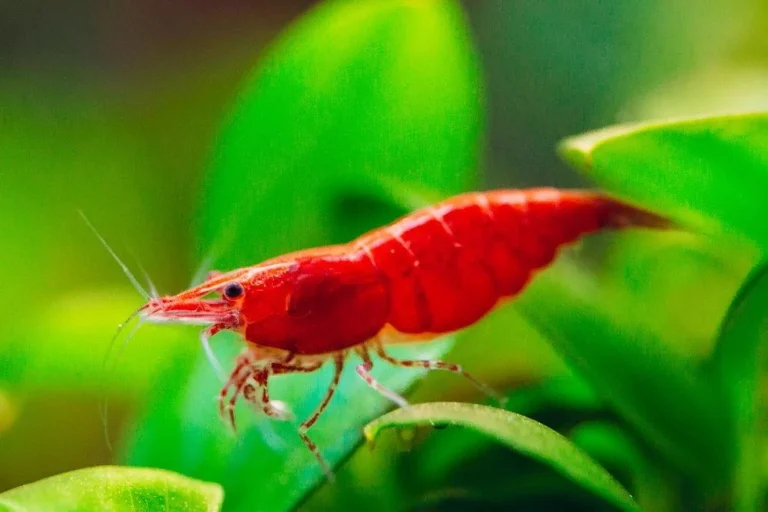 Cherry Shrimp Breeding Age: Vital Information and Tips