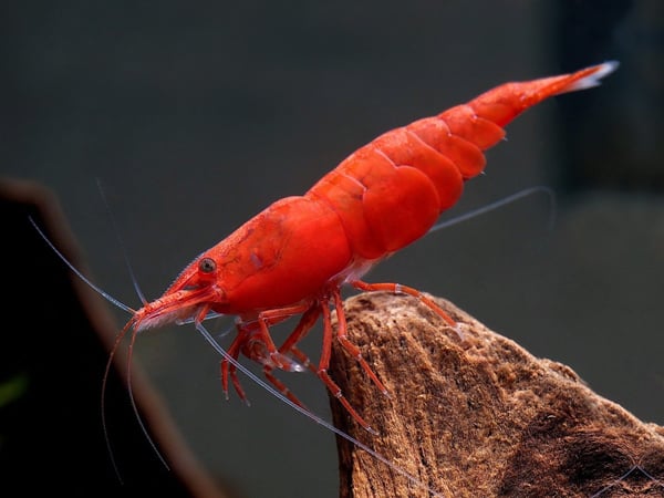 How Fast Do Cherry Shrimp Grow: An In-depth Overview