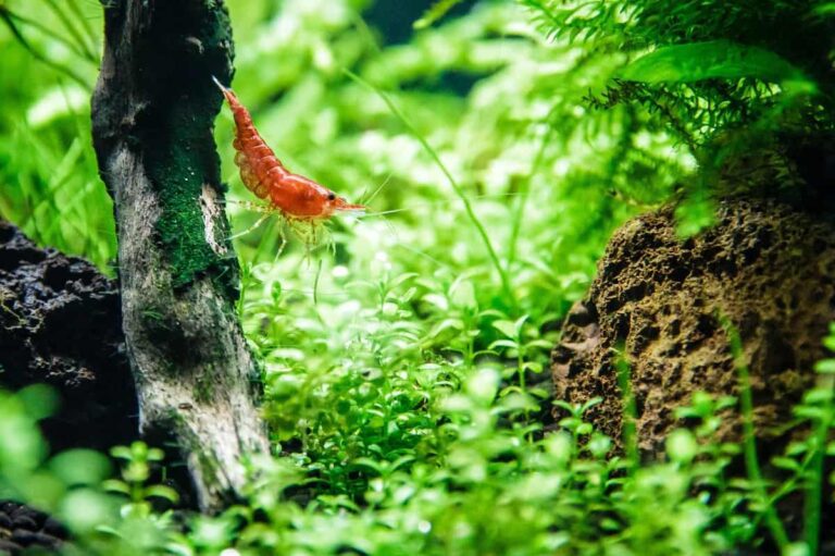 How To Choose The Best Substrate For Cherry Shrimp Tank