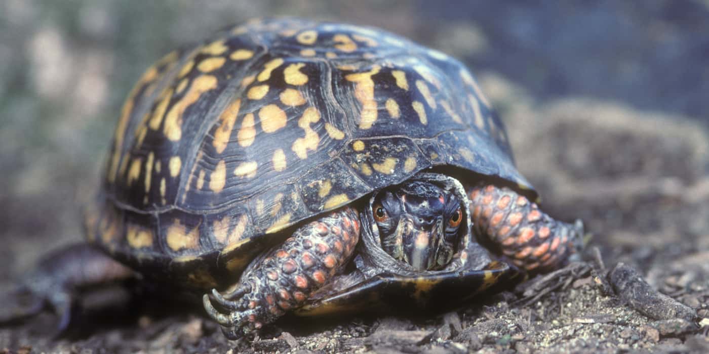 The 10 Most Popular and Easy Going Types of Pet Turtle In The USA and ...