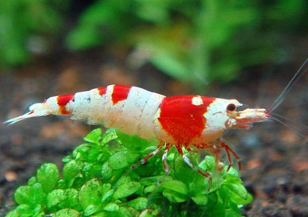 How Often Do Crystal Red Shrimp Molt: Facts And Tips
