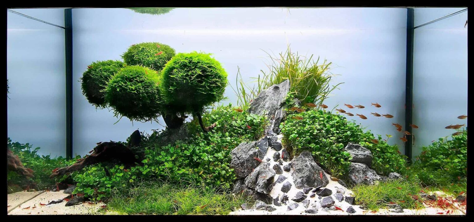 Photo inspiration: Sponge Filter Vs Hang On Back Reference: Sponge Filter Vs Hang On Back Filter Which One You