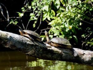 Central American Wood Turtles