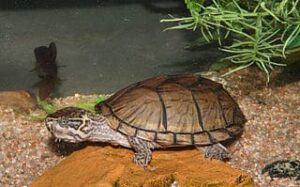 Common Musk Turtle