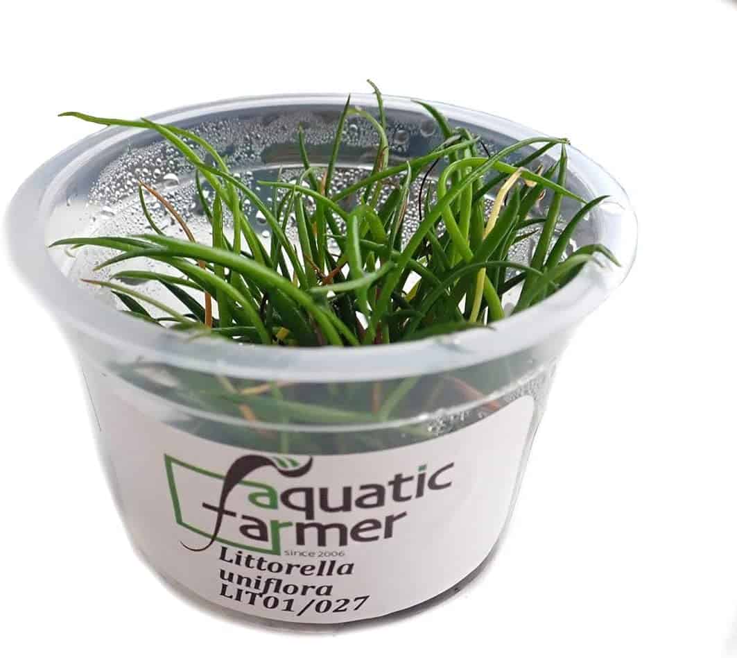 11 Best Aquarium Carpet Plants For Beginners [That Are Easy To Grow]