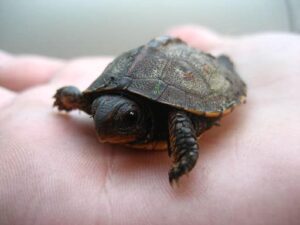 Small Turtles that Stay Small