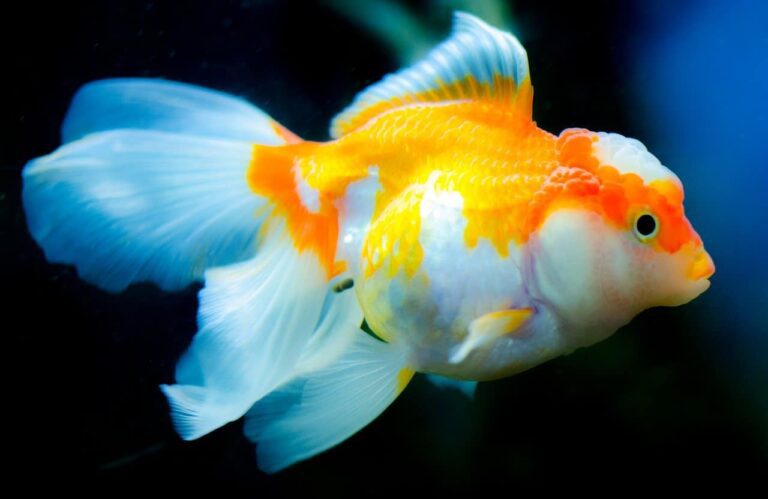 How Big Can Goldfish Get: Tips on Growing Your Goldfish Bigger and Faster