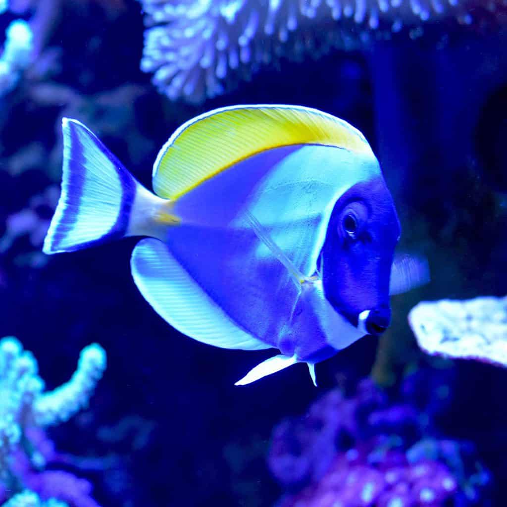 Beautiful view of Why Alkalinity Matters For Reef Tank Health