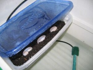 turtle eggs on the incubator