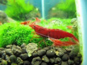 what do cherry shrimp eat