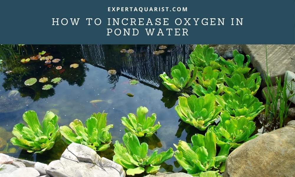How to increase oxygen in pond water