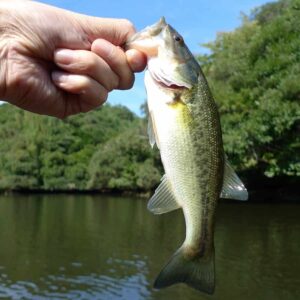 Hybrid Bluegills