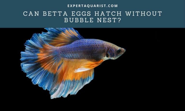 Can Betta Eggs Hatch Without Bubble Nest?