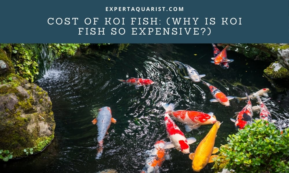 Cost of Koi Fish: (Why is Koi fish so expensive?)