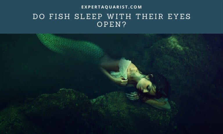 Do Fish Sleep With Their Eyes Open?
