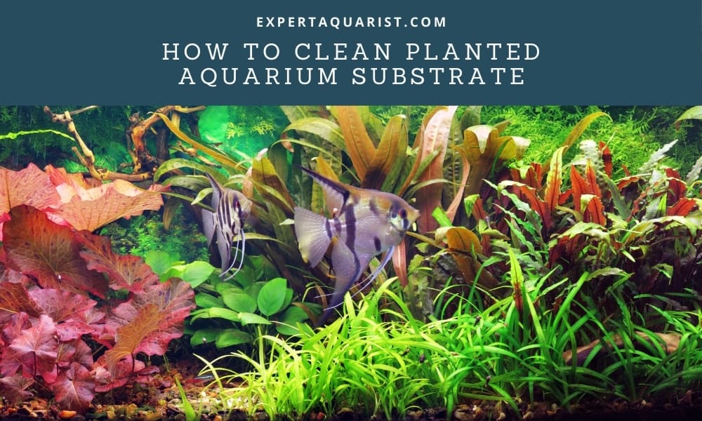 How To Clean Planted Aquarium Substrate