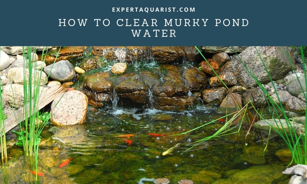 How To Clear Murky pond Water