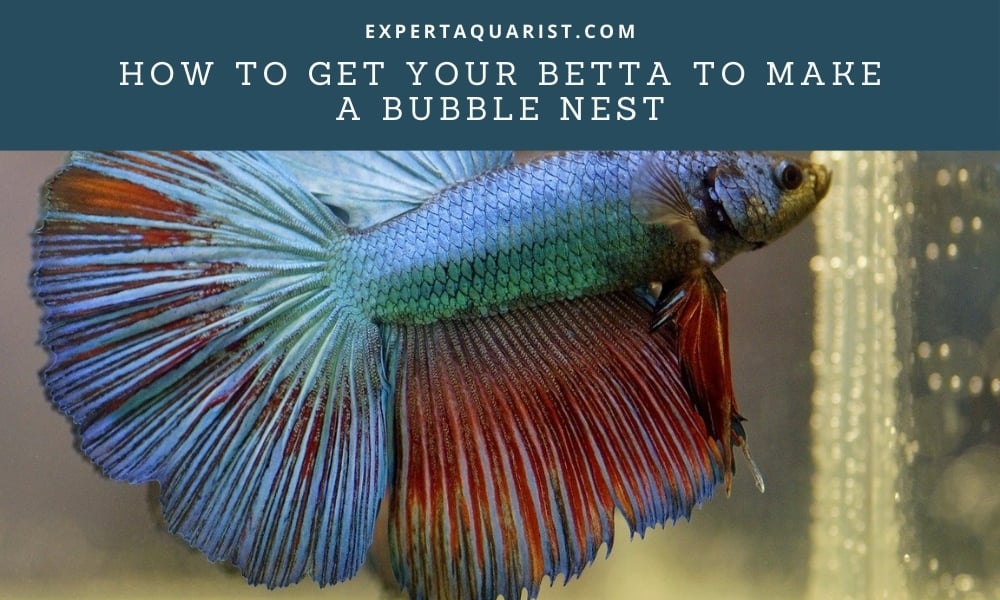 How To Get Your Betta To Make A Bubble Nest