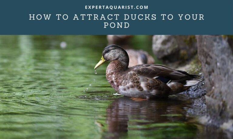 How to attract ducks to your pond: 6 Easy-To-Apply Methods
