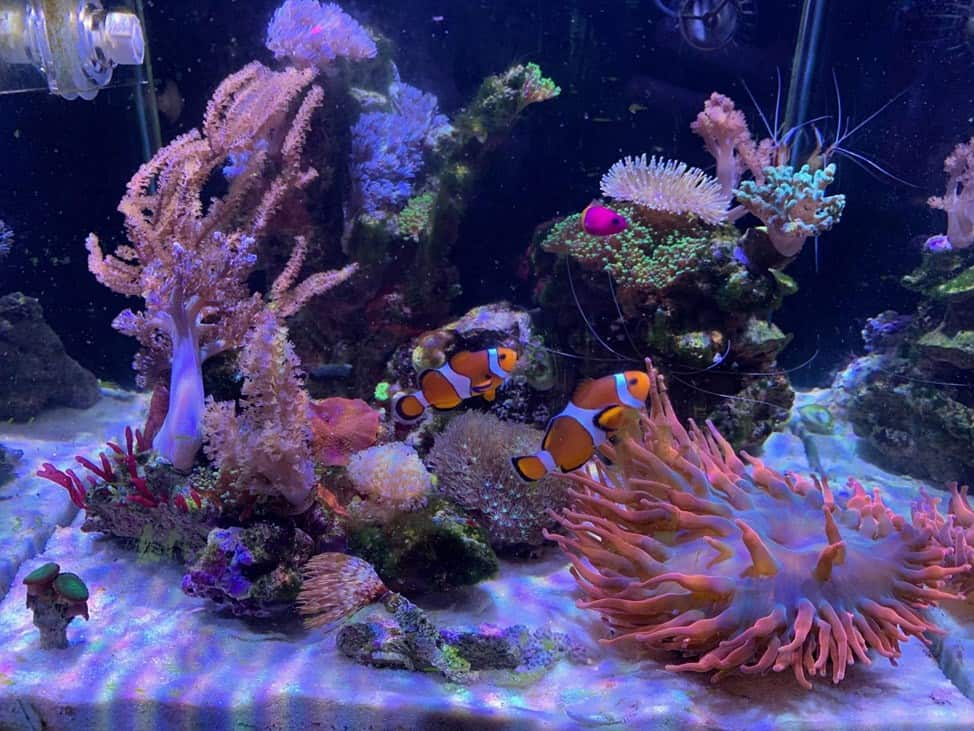 Impressive Reef Tank