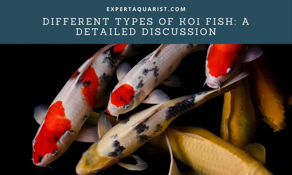 Different Types of Koi Fish