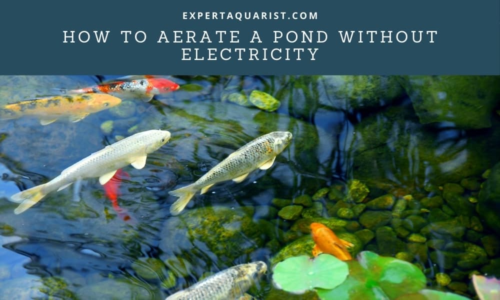 How To Aerate A Pond Without Electricity