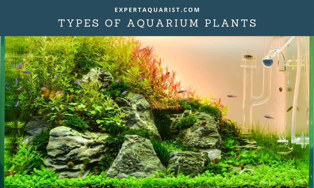Types of Aquarium Plants And Their Lighting Requirements