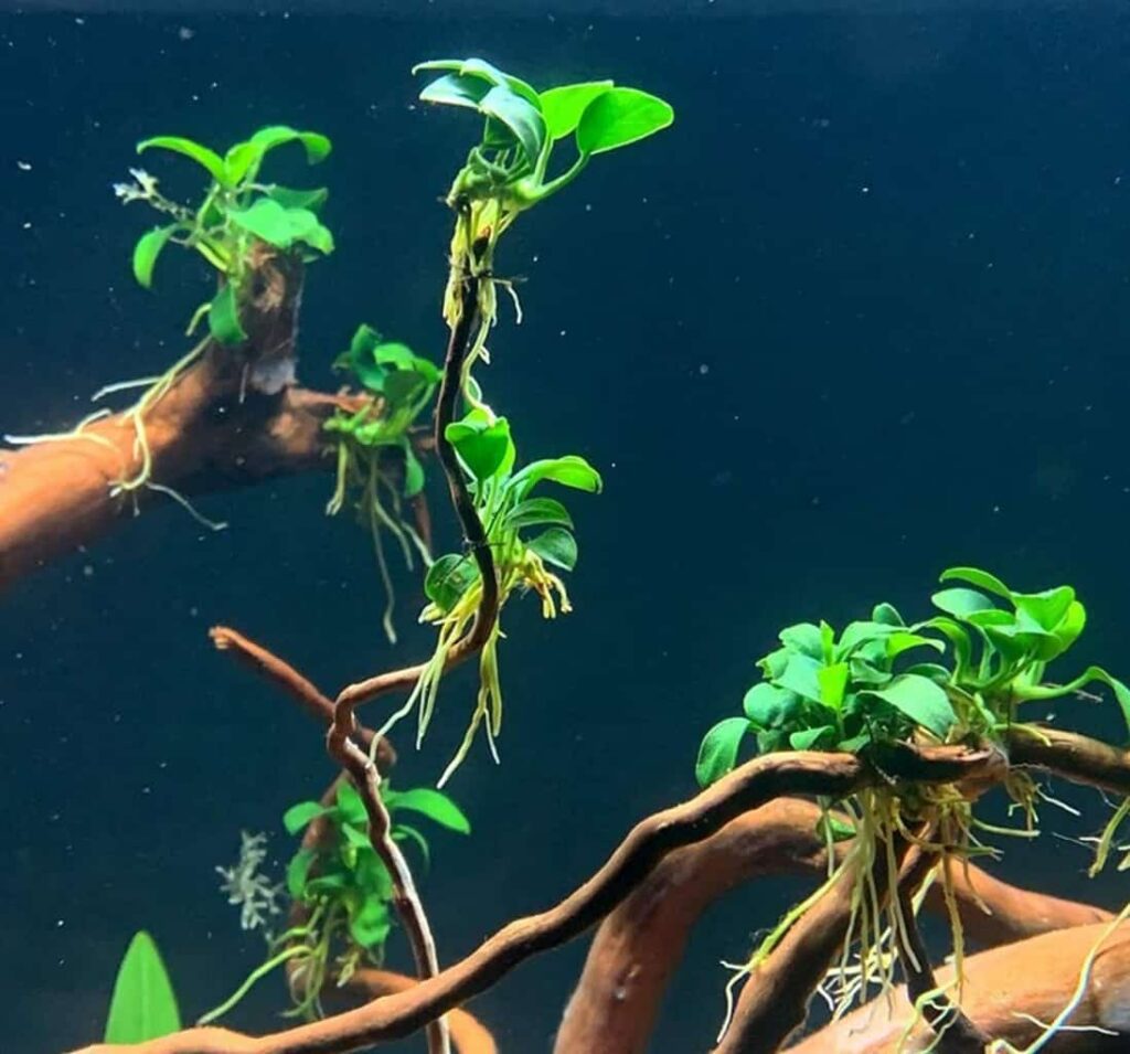 Best Plants For Betta Fish Tank