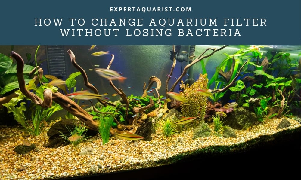 How To Change Aquarium Filter Without Losing Bacteria
