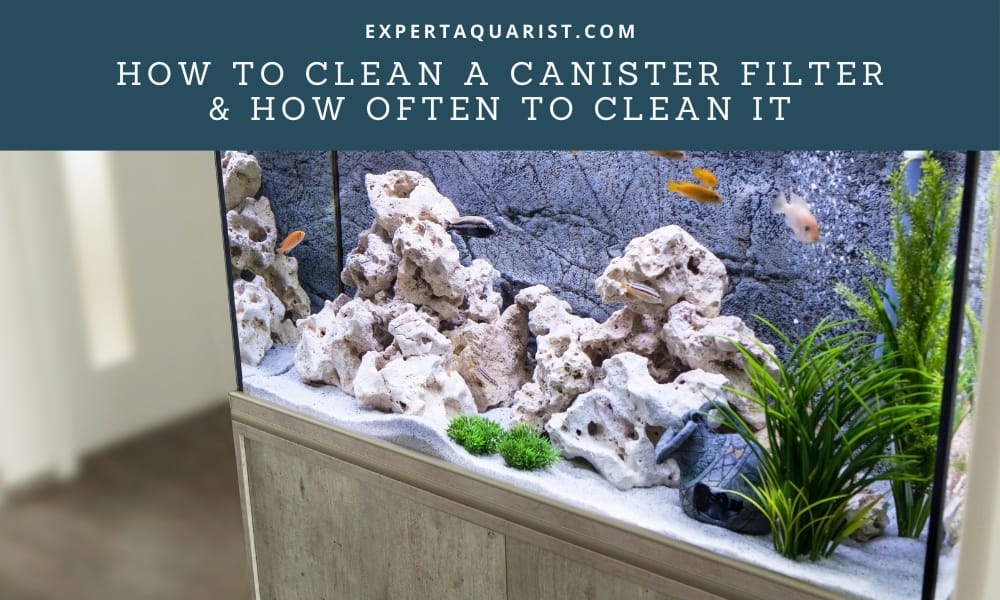 How Often To Clean A Canister Filter And How To Do It Properly