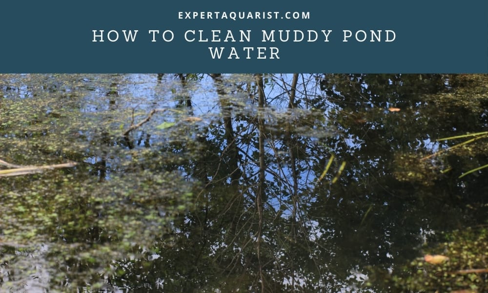 How To Clean Muddy Pond Water