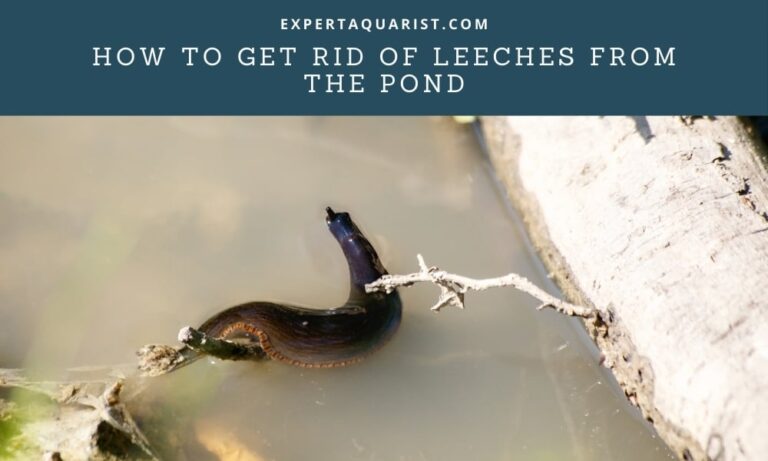 How To Get Rid Of Leeches From The Pond